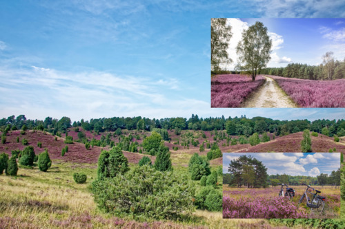 Foto - Betreutes Wohnen in Faßberg direkt in der Lüneburger Heide