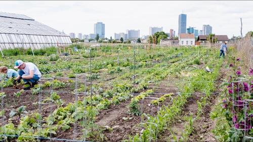 Foto - Dein eigener Gemüsegarten – Gartenparzellen zur Miete