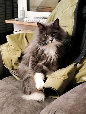 Foto - 3-Zimmer Whng - 1.200,00&nbsp;EUR Kaltmiete, ca.&nbsp; 79,00&nbsp;m&sup2;