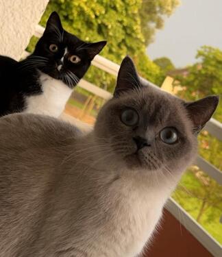 Foto - Wohnungsgesuch 2 Zimmer Wohnung mit Balkon