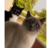 Wohnungsgesuch 2 Zimmer Wohnung mit Balkon - Herford Falkendiek