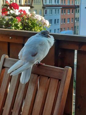 Foto - 4 Zimmer Maisonettenwohnung zur Miete in Eisenach