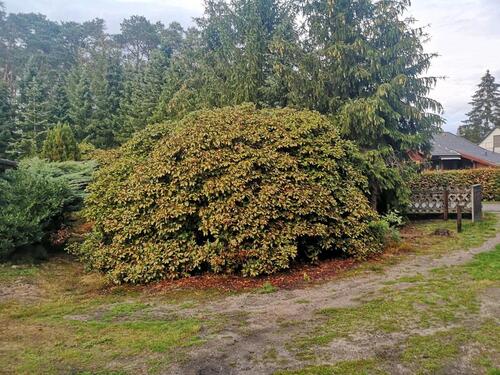 Foto - 1 Zimmer Einfamilienhaus in Winsen (Aller)