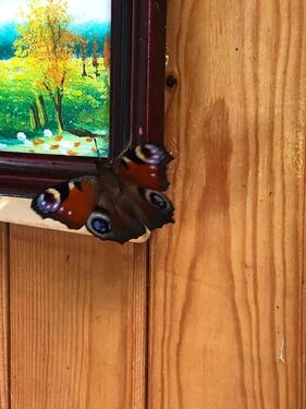 Foto - Haus mit Scheune und Garten zu verkaufen