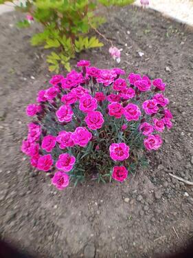 Foto - Grundst&uuml;ck in Dresden zur Miete