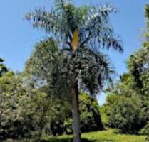 Leben in und mit der Natur in Paraguay - Ludwigslust