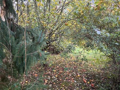 Foto - Biete idyllischen Garten auf privat Gelände.