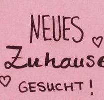 2 Zimmer Wohnung für ältere Dame - Darmstadt Bessungen
