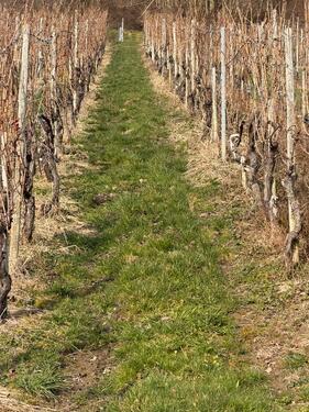 Foto - 4500 qm Weinberge in Leiwen günstig zu verkaufen