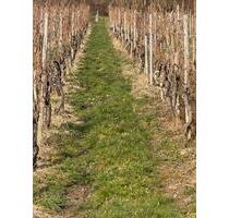 4500 qm Weinberge in Leiwen günstig zu verkaufen - Schweich