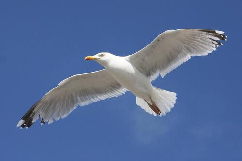 Foto - andere in Lensahn zur Miete