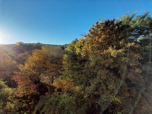 Foto - 1-Zimmer Appartement mit Blick ins Grüne