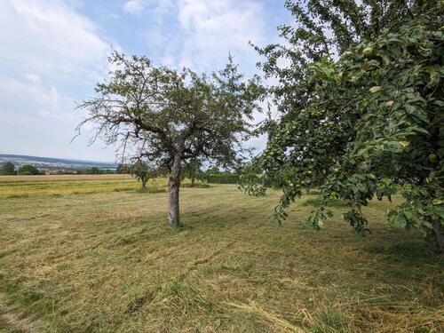 Foto - Ab 2026: Grundstück in Bietigheim (Lug) Stückle Baumwiese Wiese
