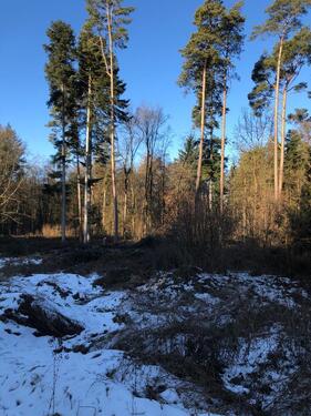 Foto - Waldgrundstück Irnsing 93333 - 7,00&nbsp;EUR Kaltmiete, ca.&nbsp; 0,00&nbsp;m&sup2;