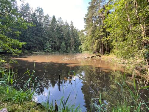Foto - Weiher, Wald Pacht - 1,2 ha - für Familie, Fischzucht, Erholung