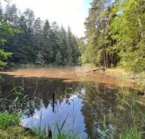 Weiher, Wald Pacht - 1,2 ha - für Familie, Fischzucht, Erholung - Lauf an der Pegnitz