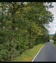Foto - Waldgrundstück Laubwald Buchenwald