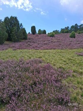 Foto - Neue Ferienwohnung in Bad Fallingbostel, Zentral 'Schwarzes Gold'