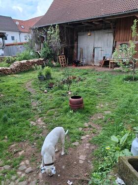 Foto - Bauernhaus, Landhaus in Neuental zum Kaufen
