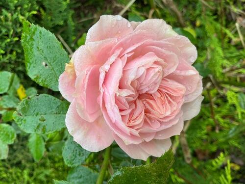 Foto - 2 Zimmer, Balkon, Autostellplatz, Abstellraum