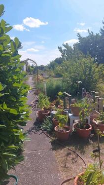 Foto - Grundstück zur Miete in Kabelsketal