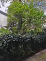 Foto - 1 Zimmer Etagenwohnung zur Miete in Mannheim