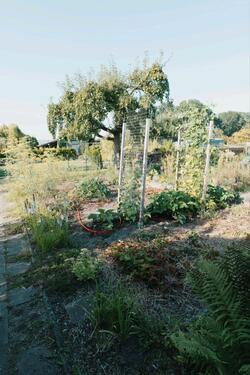 Foto - Grundstück in Greifswald zur Miete