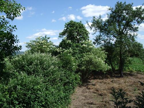 Foto - Grundst&uuml;ck in Neuwied zur Miete