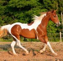 hochwertiger Pferdestall in Erolzheim