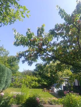 Foto - Schöner Pachtgarten in Gotha-West