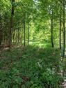 Foto - Freizeitgrundstuck Waldgrundstück