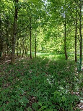 Foto - Freizeitgrundstuck Waldgrundstück