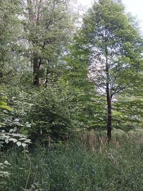 Foto - Grundstück in Schrobenhausen