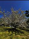 Foto - Streuobstwiese - 1.000,00 EUR Kaltmiete, ca.  0,00 m²