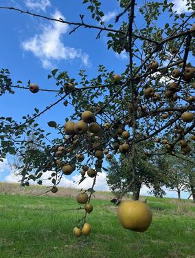 Foto - Grundstück zur Miete in Holzheim