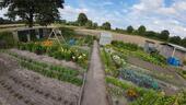 Foto - Schrebergarten Nutzgarten - 50,00 EUR Kaltmiete, ca.  0,00 m²