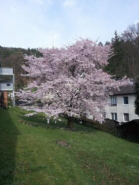 Foto - 2 Zimmer Etagenwohnung zur Miete in Hagen