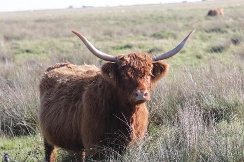 Foto - Ferienwohnung Küstenmari St. Peter-Ording