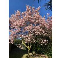Architektenhaus mit vielen Möglichkeiten nahe Lingen ruhige Lage - Freren