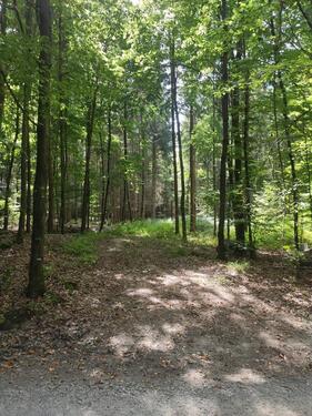 Foto - Wald,Freizeitgrundstück - 19.950,00 EUR Kaltmiete, ca.  0,00 m²