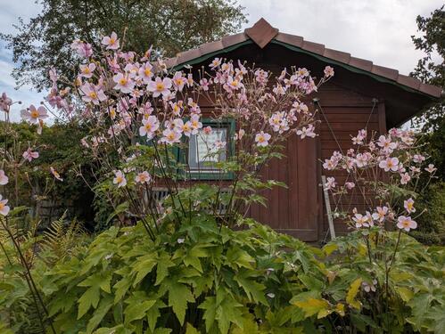 Foto - Liebevoll gepflegter Nutz- und Ziergarten in Coburg – Ablöse