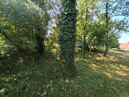 Foto - Einfamilienhaus mit 20,00 m&sup2; in Schefflenz zum Kaufen