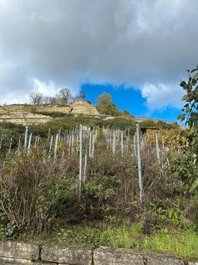 Foto - Weinberge in Asperg zu verpachten