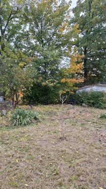 Foto - Grundstück in Zwickau zur Miete