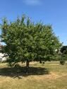 Foto - Kirschbaum mit Haus und Grundstück