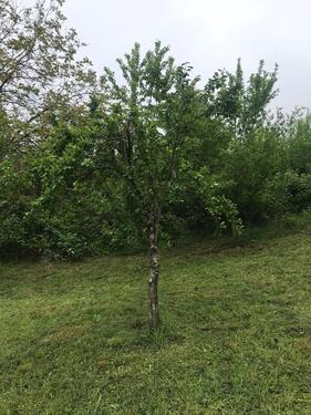 Foto - Grundstück in Lörrach