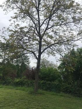 Foto - Grundstück in Lörrach zur Miete