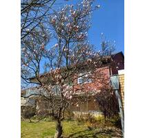 Individuelles Einfamilienhaus in Traumlage - Bad Harzburg