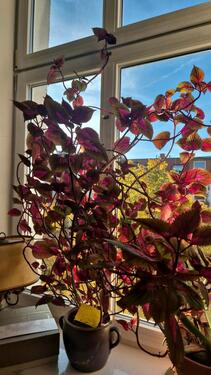 Foto - 2 Zimmer im Reuterkiez zur Zwischenmiete