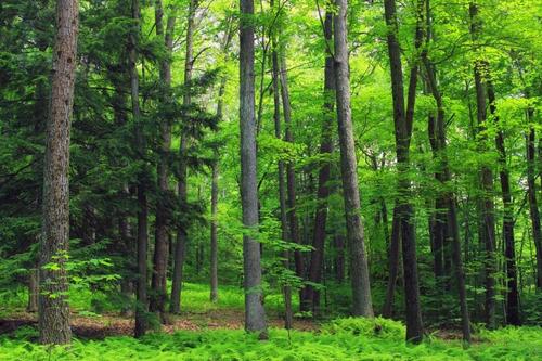 Foto - Waldgrundstück Waldfläche Wald Forst Immobilie Brennholz